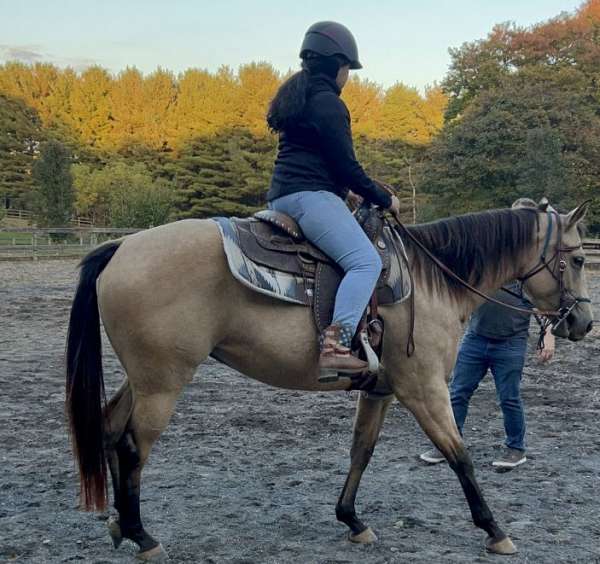 black-buckskin-dappled-working-horse