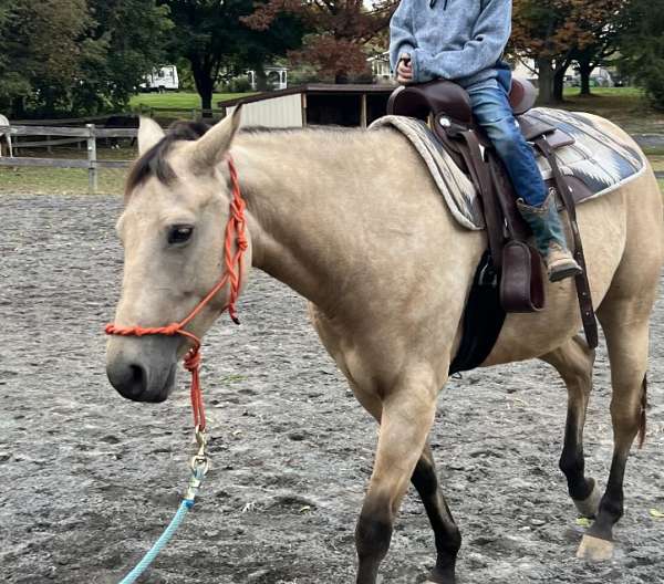 dappled-working-mare