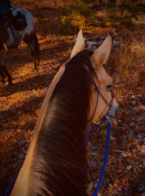 buckskin-quarter-horse-mare