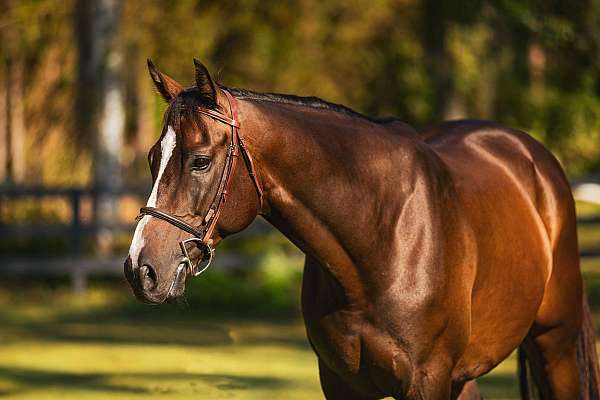 blaze-two-white-socks-horse