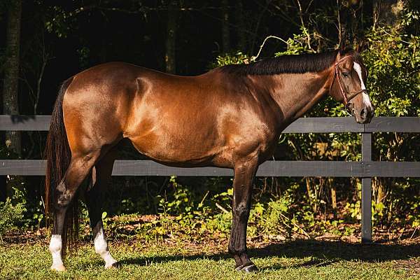 bay-blaze-two-white-socks-horse