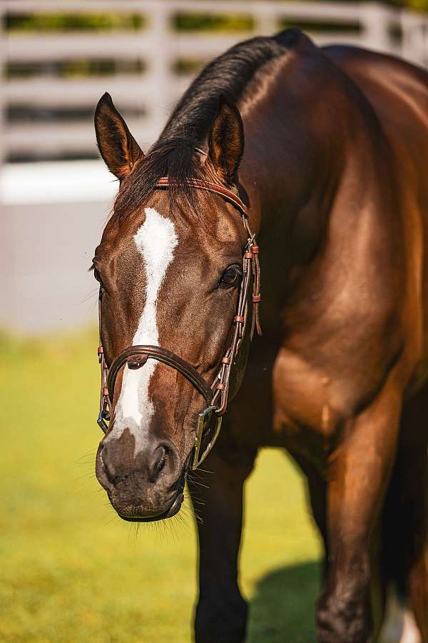 16-hand-thoroughbred-gelding