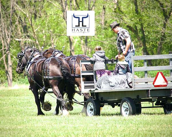 beau-draft-horse