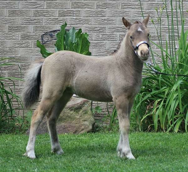 future-stallion-miniature-horse