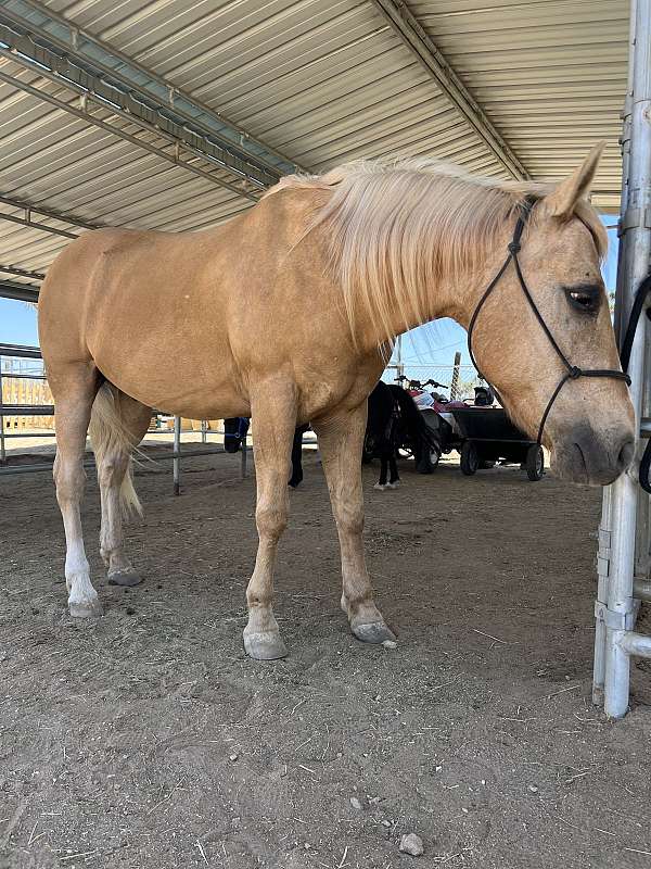 quarter-horse-gelding