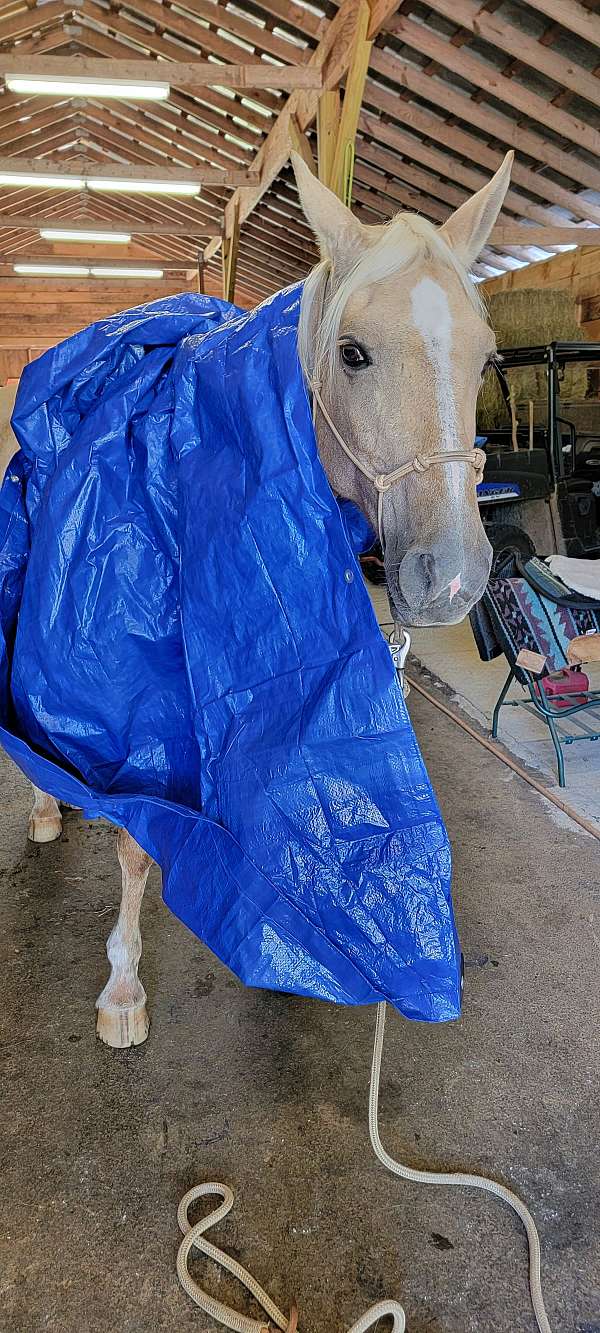 trail-riding-tennessee-walking-horse