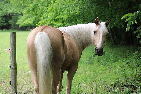 gaited-tennessee-walking-horse