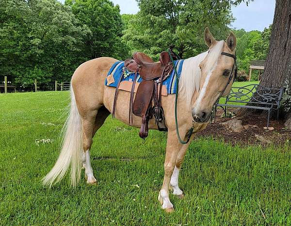 palomino-gaited-horse