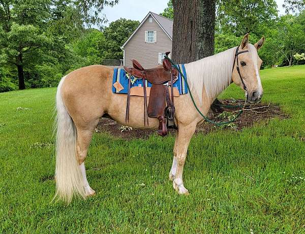 trail-tennessee-walking-horse