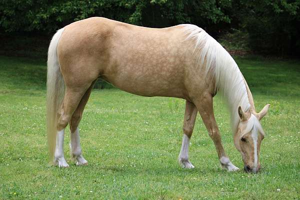 palomino-see-photos-horse