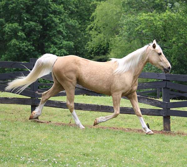 palomino-tennessee-walking-mare