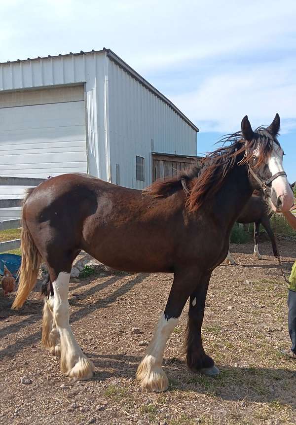 shire-filly-yearling