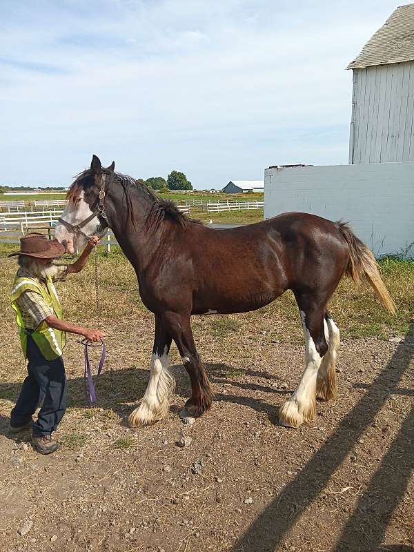 shire-filly-yearling