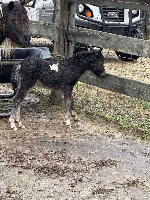 others-available-miniature-horse