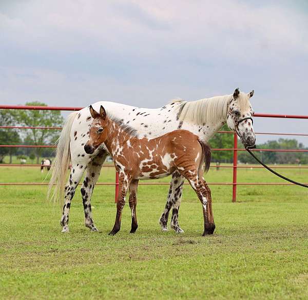 black-white-ranch-pony