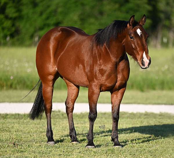 breeding-quarter-horse
