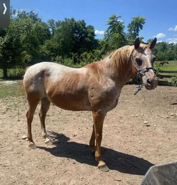 roan-markings-on-body-face-horse