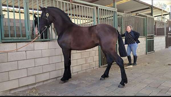 17-hand-friesian-colt