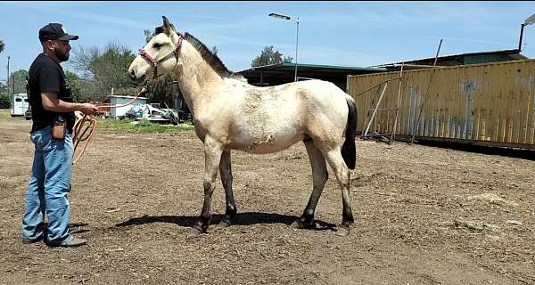 perlino-andalusian-palomino-colt