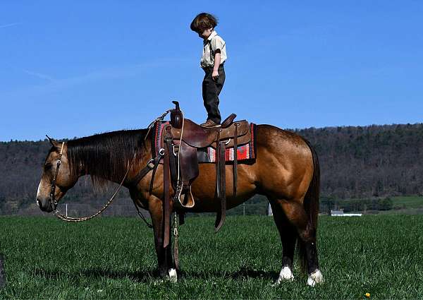 kid-safe-quarter-horse