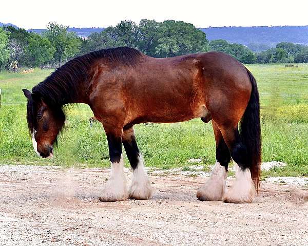 flashy-clydesdale-horse
