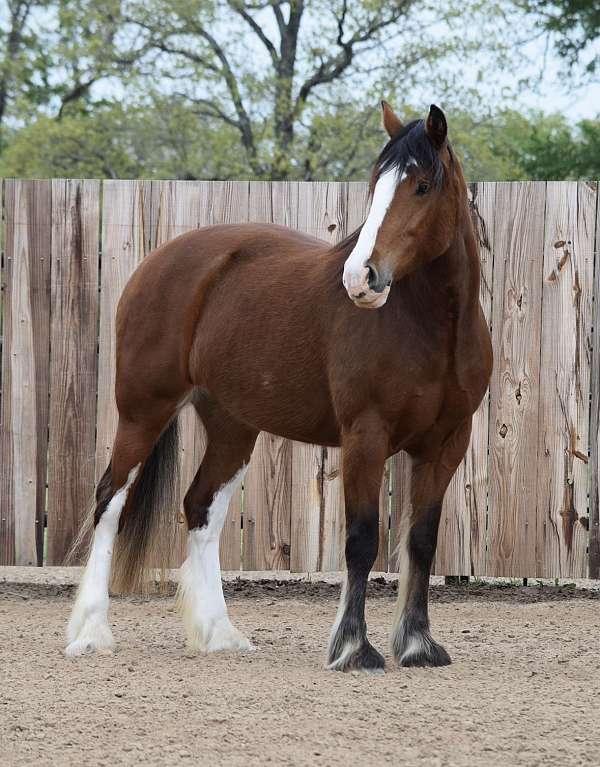 companion-clydesdale-horse