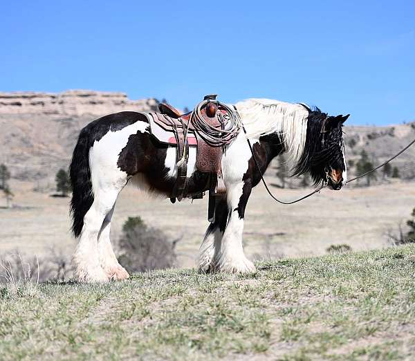 show-gypsy-vanner-horse
