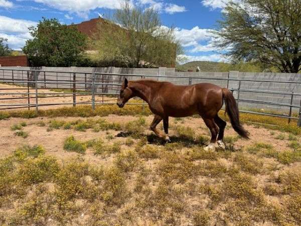 trail-quarter-horse