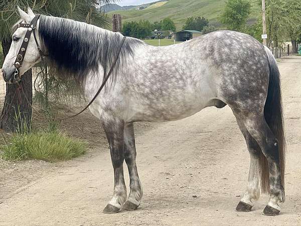 experienced-andalusian-horse