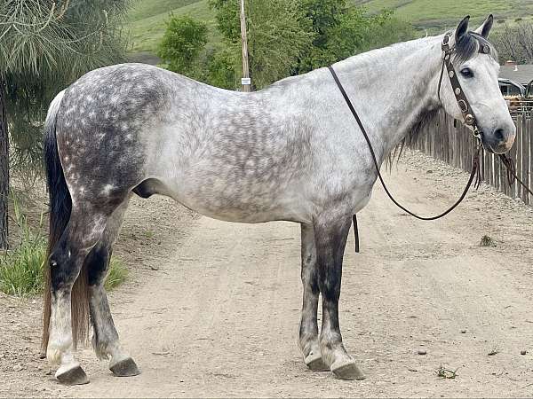 flashy-andalusian-horse