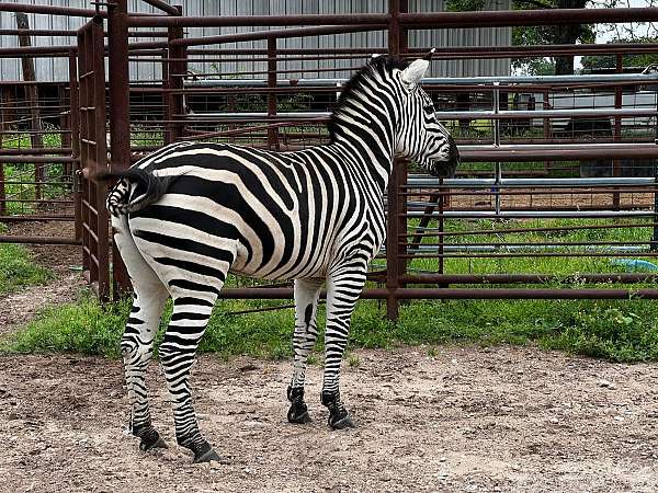 proven-to-breed-donkeys-zebras-horse
