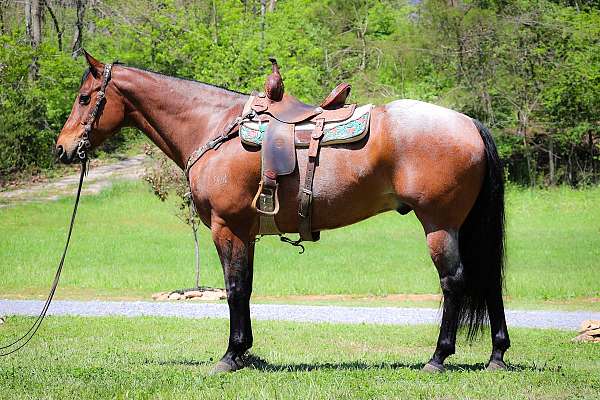 all-around-quarter-horse