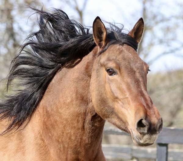 primitive-tiger-stripes-horse