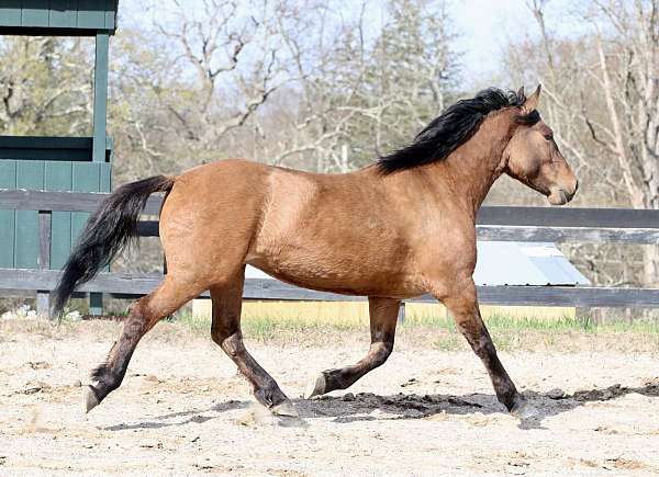 all-around-horse-mustang