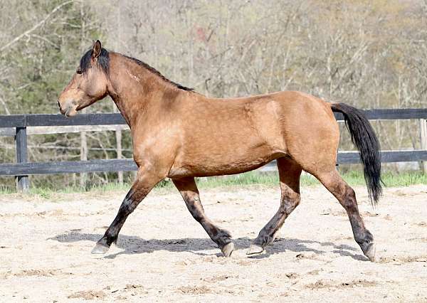all-around-mustang-horse
