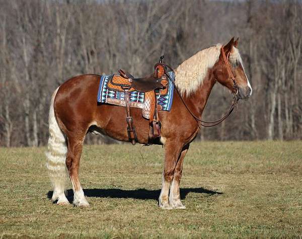sorrel-blaze-horse