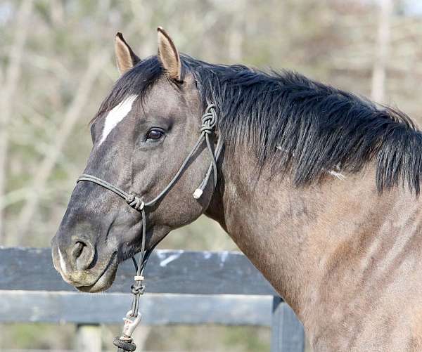 dorsal-tiger-stripes-horse