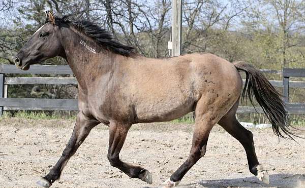 grulla-rh-sock-horse