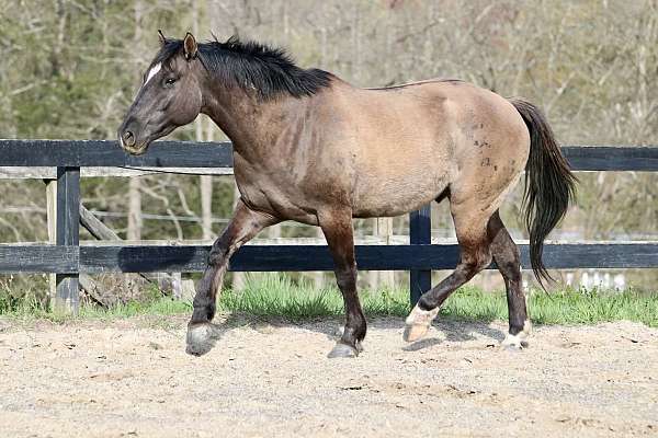 grulla-lh-sock-horse