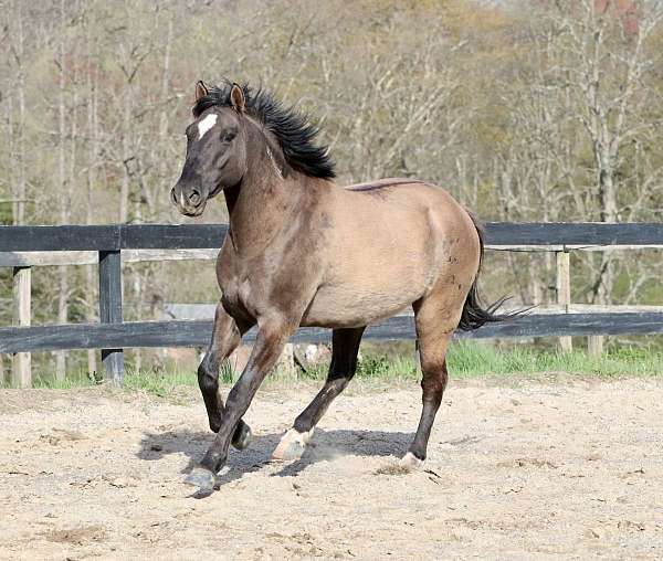 grulla-gelding-mustang-horse