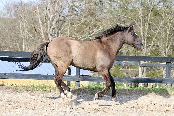 wild-horse-mustang