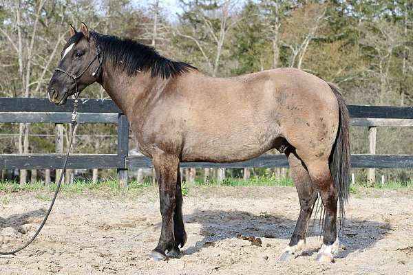 grulla-gelding-horse