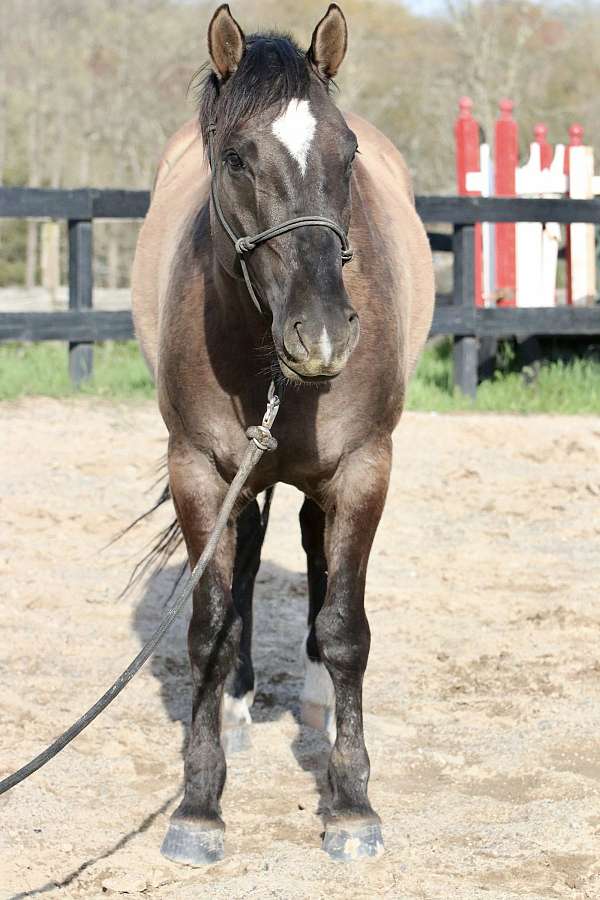 wild-horse-gelding