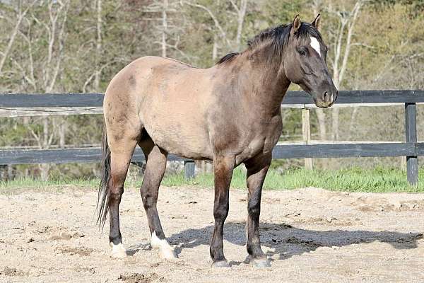 grulla-star-horse