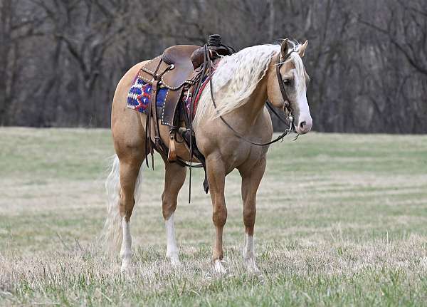 athletic-quarter-horse