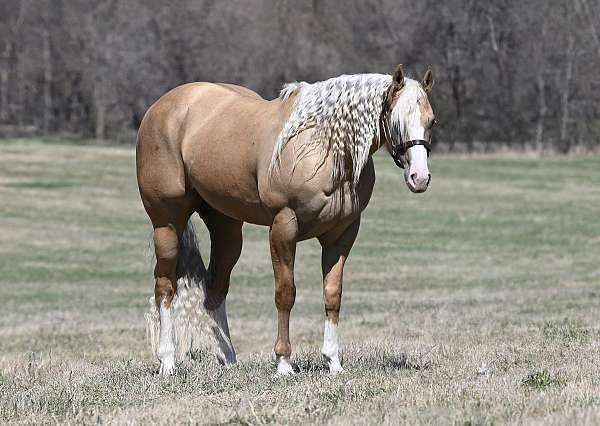 barrel-racing-quarter-horse