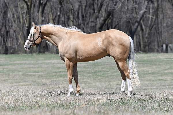 gymkhana-quarter-horse