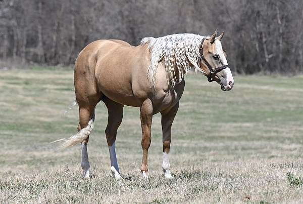 heel-quarter-horse