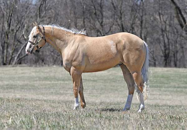 husband-safe-quarter-horse