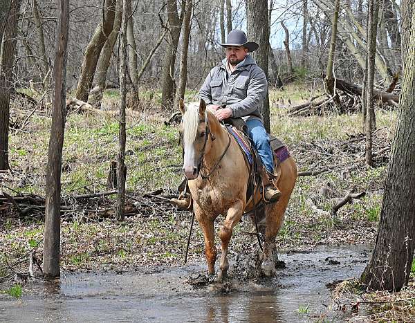 ranch-quarter-horse